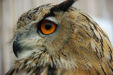 GRAND DUC