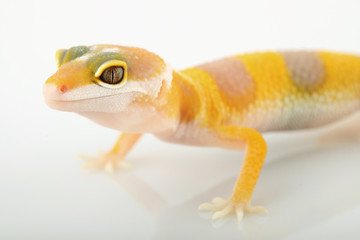 leopard gecko eublepharis macularius