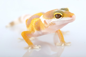 leopard gecko eublepharis macularius