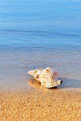 Seashell on serene beach