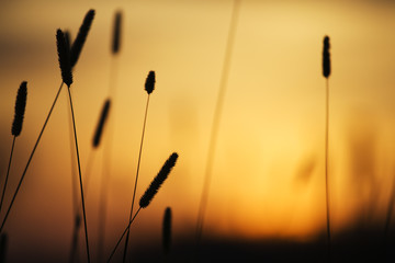 Obraz premium Sunset