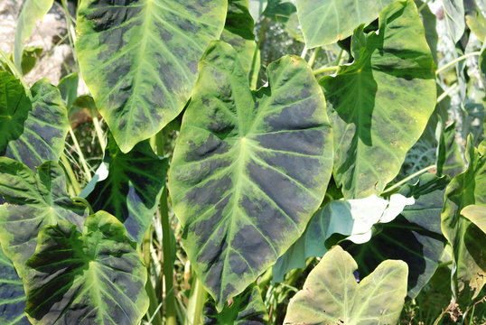foglie