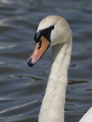 Cisne en el Palacio de Versalles