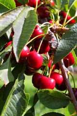 Cherry Orchard