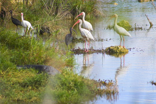 Everglade birds in the pond