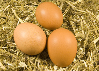 fresh eggs laying on hay and straw