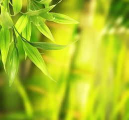 Green plant close-up
