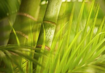 Naklejka premium Green plant close-up