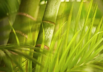 Cercles muraux Bambou Gros plan de plante verte