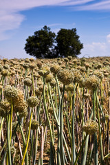 Onion field