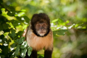 Fototapeta premium Singe