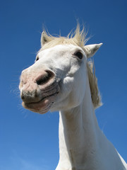 Fototapeta premium Cheval de Camargue