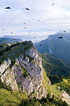 birds in the sky of Chartreuse in French Alps