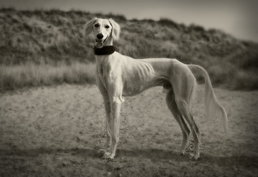 Saluki