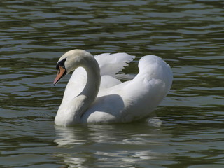 Obraz premium Cisne en el palacio de Versalles