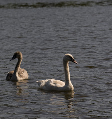 swans