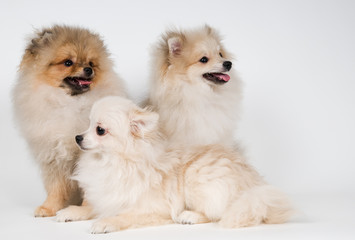 Three puppies of the spitz-dog in studio on a neutral background