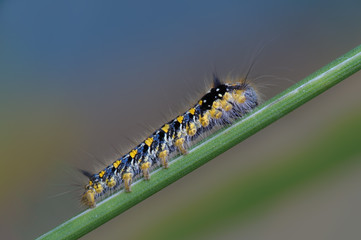 Raupe einer , Stadtwald-Augsburg