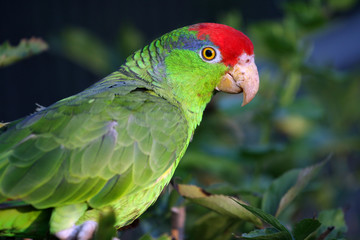 amazone joue verte,Amazona viridigenalis