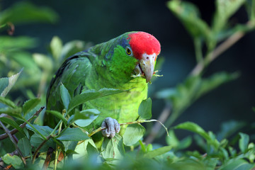 amazone joue verte,Amazona viridigenalis