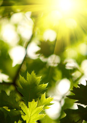 Maple leaves backgrond. © SJ Travel Footage