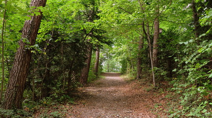 sentier forestier