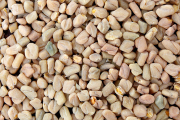 Fenugreek