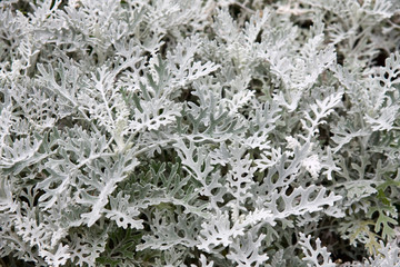 Dusty Miller - Senecio Cineraria