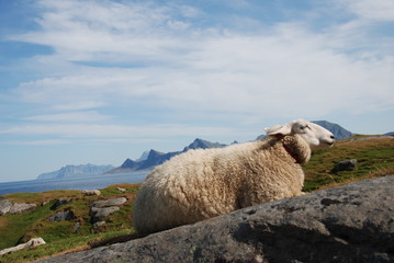 Schafsleben