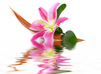 Lily flower, isolated over white, floating on the water