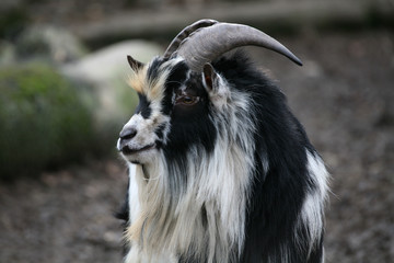 Fototapeta premium Ziegenbock