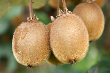 fruits