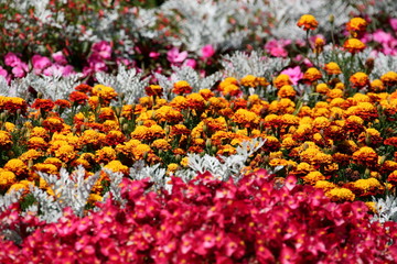 Aiuole colorate 3