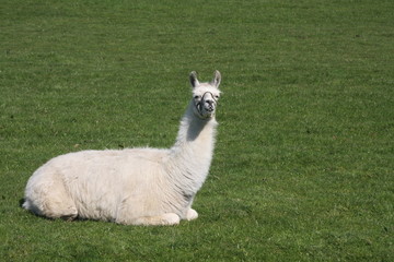 Llama