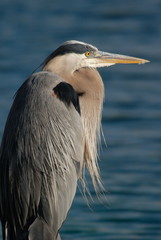 Ardea herodias, The Great Blue Heron