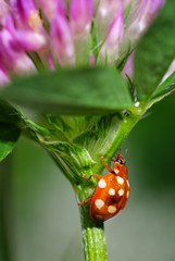 ladybird