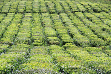Teeplantage auf Sao Miguel 02