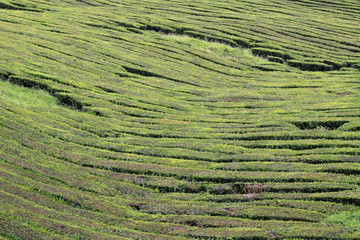Teeplantage auf Sao Miguel als Hintergrund