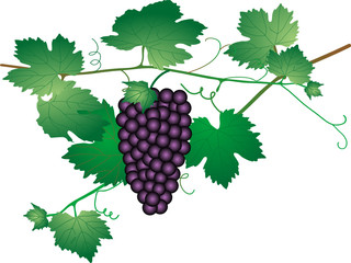 Bunch of grapes - vector illustration