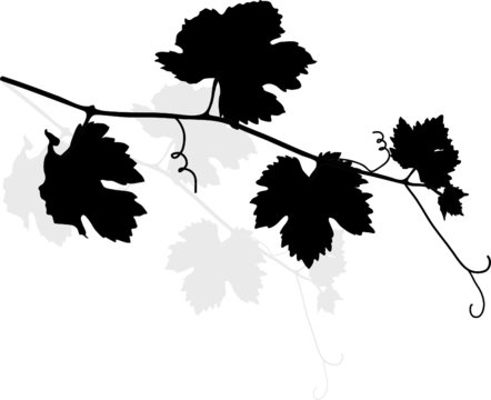 Black vine leaves - vector illustration