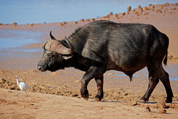 African or Cape buffalo, South Africa