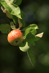 Pomme