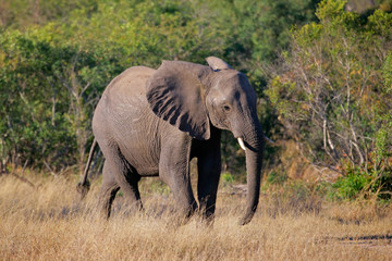 Naklejka na ściany i meble African bull elephant, Kruger National Park, South Africa