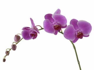 Naklejka na ściany i meble purpurowe kwiaty orchidei