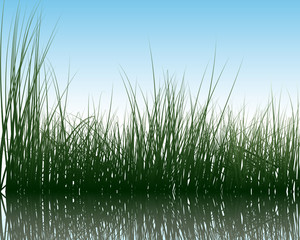 Obraz premium water and grass