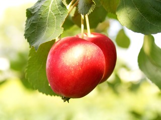 red apples in sunlight
