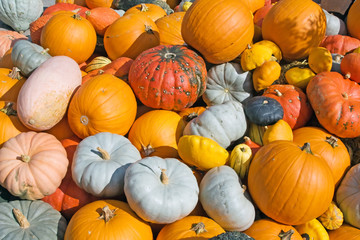 Colorful pumpkins