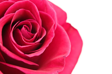 red rose on white background