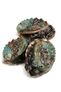 Raw abalones