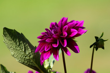 dahlia
